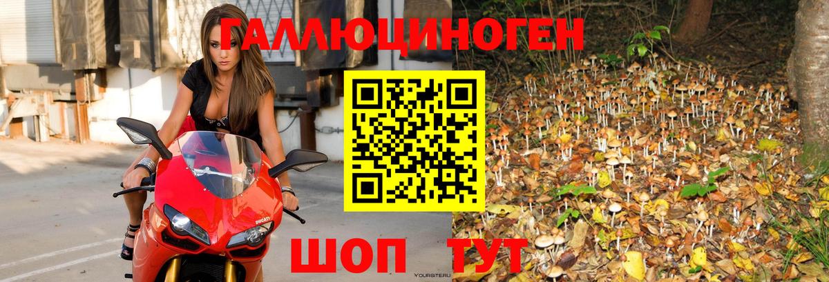 Псилоцибиновые грибы GOLDEN TEACHER Бердск
